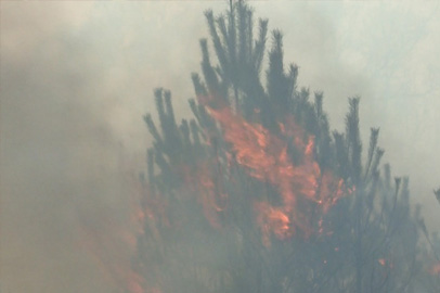 Вопросы обеспечения пожарной безопасности в лесах, находится на особом контроле в прокуратуре Амурской области